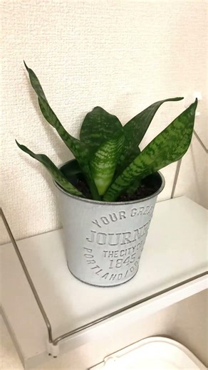 植物のために新しい棚を作ってサンスベリアを置いてみた 観葉植物の日常