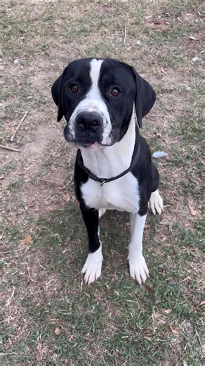 4.3K views · 16 reactions | Large freckle-faced lap dog, Toro, seeks loving forever home. ❤️ He’s been winning the hearts of volunteers, and will surely win yours too! Toro is super affectionate and loving, he’s super gentle, eager to please, and smart. He also loves a good game of fetch.  He’s estimated to be around 2 and he weighs 65lbs. Meet this darling, hamdsome boy at LR Animal Village. 4500 Kramer Tuesday-Sat | Shelley Sain Seitz | Facebook
