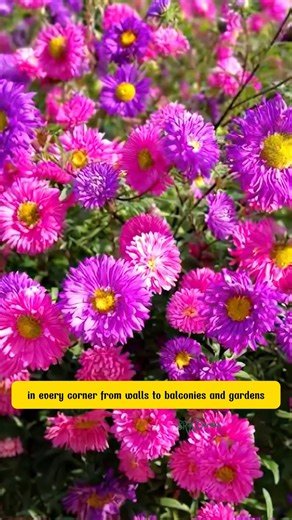 2.6K views · 15 reactions | No Fuss Gardening China Aster Seeds That Bloom Beautifully Anywhere | SRK | Facebook
