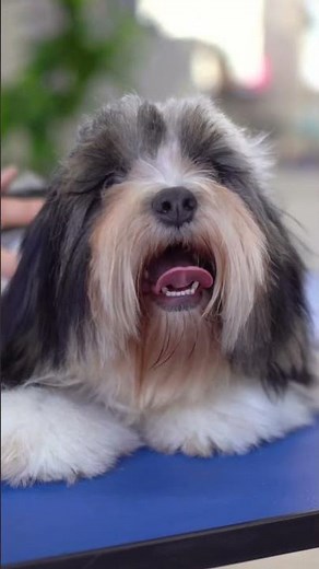transformation of a Lhasa apso with baby grooming!!