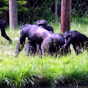 Chimpanzee Chase #reelsviralシ | AnimalLovely