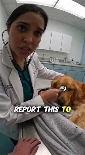 Lady Goes Crazy After I Save Dog Stuck Inside of Piñata! #dogrescue #goldenretriever