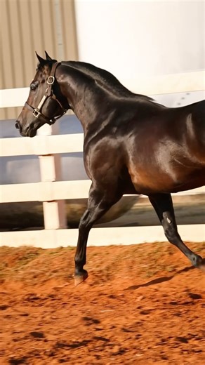 HAPPY “CYBER MONDAY”!!! 🥳 2024 Stud fee: $4,000 #lazyeranch #lazyestuds | Lazy E Ranch