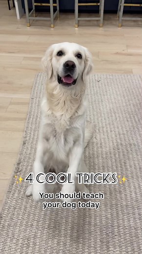 Best Dog Tricks Compilation