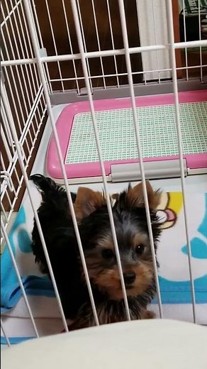 [First look] An angel (or wild beast?) has arrived in our home! Our newborn Yorkshire Terrier, La...
