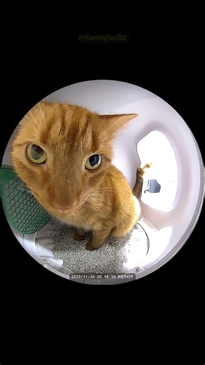 😂POV: You’re a Cat Using a Smart Litter Box