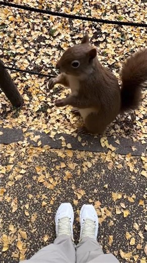 Giant Squirrel 🐿️🇯🇵
