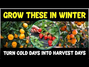 Best Fruits to Grow in Winter | Easy Home Gardening Guide for Cold Season 🍊❄️
