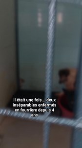 Brody et Enzo : Deux l'enfer au paradis 😳 Il y a des histoires qui bouleversent l’âme. Celle de Brody et Enzo en fait partie. Elle commence dans un lieu où peu d’animaux connaissent l’espoir : la plus grande fourrière de Bucarest, en Roumanie. Un endroit où le temps s’écoule lentement, où les jours passent dans l’attente, et où l’espoir finit souvent par s’éteindre. C’est là que vivait Enzo, un vieux chien de 14 ans, aux yeux pleins de sagesse et de résignation. À ses côtés, Brody, plus jeune, 