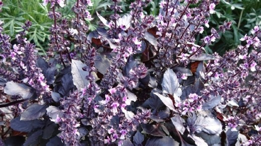 Busuiocul „Săvârșin”, planta de culoare mov, cultivată de Regele Mihai, a primit medalia de aur