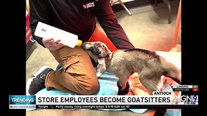 5.3K views · 248 reactions | Shoutout to Tractor Supply Co. employee Bailey Hill who saved the life of a baby goat that was brought into the Antioch store! Read more of the story here: https://www.facebook.com/TractorSupplyCo/videos/team-member-spotlight-we-are-so-proud-of-our-team-member-bailey-yesterday-a-regu/1155140225206426/ | Marcus Leshock | Facebook