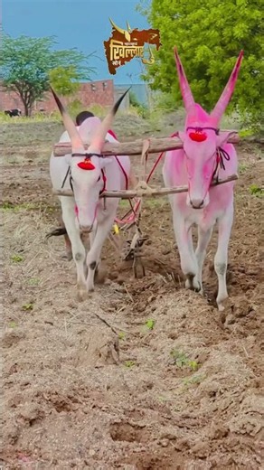 खिल्लार बैल | Khillar Bull Maharashtra पाहताच प्रेमात पडाल असा खिल्लार #karnataka