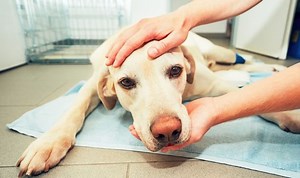 Lungworm: How it is spreading in dogs across the country