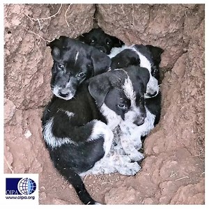 7.5K views · 779 reactions | ABBANDONATI IN UN’AREA A RISCHIO DI...