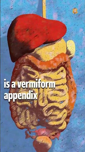 What is an Appendix