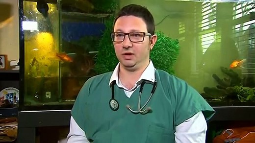 Ce chirurgien réussit à opérer un poisson rouge d'une tumeur au cerveau
