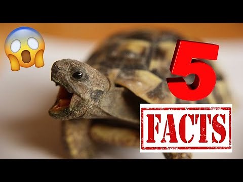 5 AWESOME Facts About Eastern Hermann's Tortoises!
