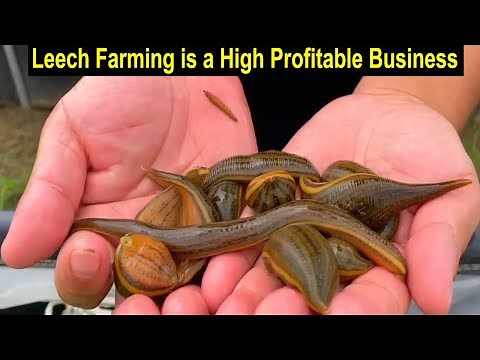 How to Start Business Leech Farming - Medicinal Leech Farming Business Plan - Modern Farming