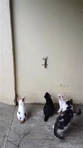 Cats Trying to Catch a Lizard ✅ #cats #pets