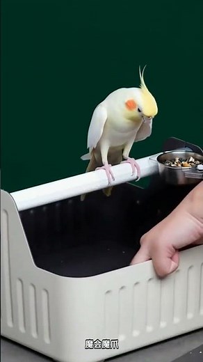 Solve Parrot's Mess: Easy Fixed-Point Pooping Technique