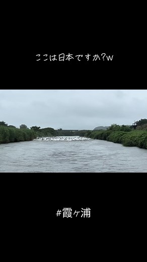 霞ヶ浦の恐怖映像と水生生物