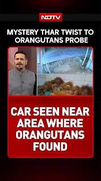 Odisha Orangutan | 5 Orangutan Babies, One Horrifying Journey: Who Ordered Them?