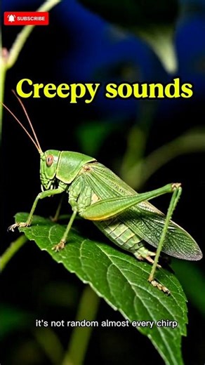 insects noise at night #facts #insects #animals #wildlife #animalfacts