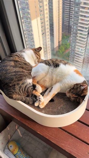 My Furry Sleepovers: Witnessing My Pets' Sweet Slumber PetNaps CuteSleepingPets