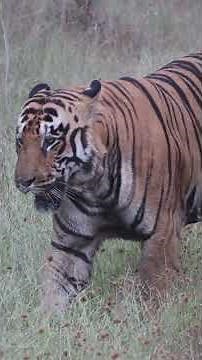 xylo-part 2 he returns...! #tiger #tigerspotted #wildlife #tadobajunglesafari #tigersafari#xylo