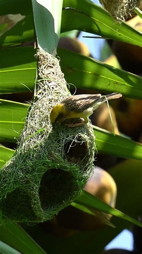 Creative Work !The Structural Engineer is Incredible Skilled At Building Houses ! 101#birds
