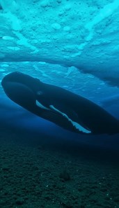 Under‑Ice Bowhead🧊🐋 A bowhead whale glides beneath the ice ceiling—massive rounded head, arched mouthline, and that pale chin patch catching the neutral‑white ROV beam. No drama, no tail beats… just a slow, silent pass before it fades into blue‑black. AIvideo Turn the sound on for faint ROV hum, soft water hush, and subtle ice crackles. FastTag: #BowheadWhale #UnderIce #ROV #ArcticOcean #UnderwaterVideo | Rafael Nunes