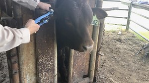 Collecting a DNA sample on your Beefmaster animal is easier than ever, when using a TSU (Tissue Sample) Applicator! @pendergrassdusty shows you how quick and easy it is to collect a tissue sample for DNA testing. For questions or to order a DNA kit contact bbudna@beefmasters.org. Did you know that ALL AI SIRES AND EMBRYO DONORS MUST HAVE AN HD GENOTYPE ON FILE and this requires DNA testing? Learn more at www.Beefmasters.org/purebred/ai.php or www.Beefmasters.org/purebred/et.php or www.Beefmaster