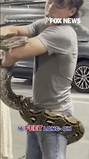 MASSIVE 16-foot python found in LA dumpster #shorts #foxnews #news #us #fox #viral #snake