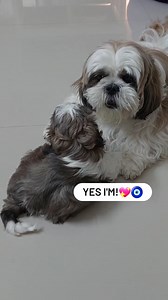 28K views · 46 reactions | so funny beautiful awesome smart love Beautiful wow | Shihtzu | Facebook