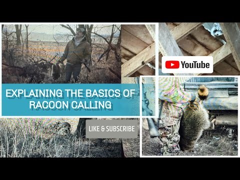Explaining the basics of Raccoon Calling #hunting #calling #coonhunting #luckyduck#scheels#outdoors