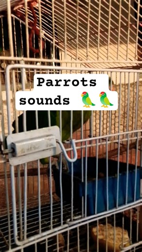 parrot sounds #parrot #talkingparot #birds #nonstoptalkingparrot #mithukibatain