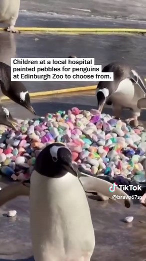 Kids Paint Rocks for Penguins: A Love Ritual