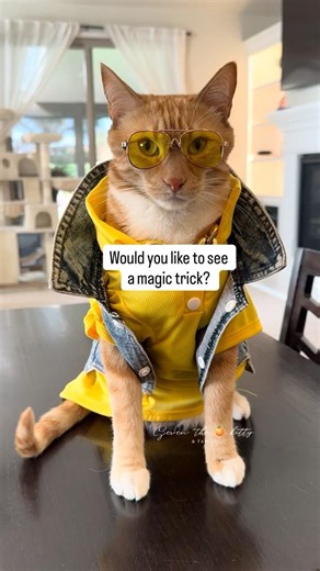 I wasn’t expecting that either 🤭 #seventheorangecat #himalayathetabby #catfashion #catlovers #cats