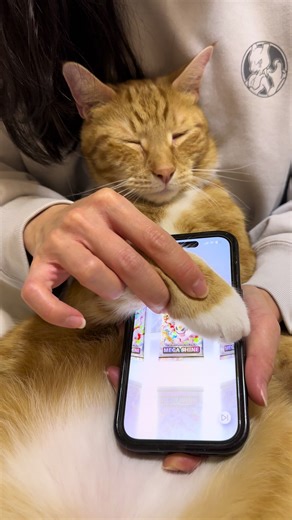 The holiday break is over and that means ✨ Day 1 of Mega Shine ✨ Don Don is back and so is his luck. Day 389 Don Don Behaviour: 5/5 🥹 Card Rating: 5/5 🍀 . . . . #pokemon #pokèmon #pokemoncommunity #pokemoncollector #cats_of_instagram @Pokémon Company Int’l @Pokémon/ポケモン【公式】