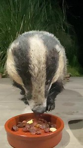 Mr Lumpy arrived first he’d heard there was tapas on offer at the Badger Buffet! Sammy the slug lived for another day 😆 Mr Lumpy must have thought what the heck are you doing woman just shift your hand and let me eat! He came back for his sardines 😍🐾🐾❤️ If anyone would like to support us and our causes purchases and donations help in the online shop Www.mrlumpyandfriends.shop/shop 🙏 | Mr Lumpy & Friends.