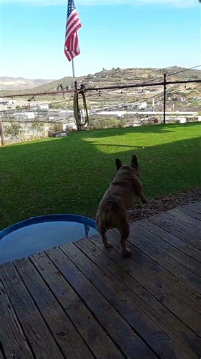 Frenchie and Snorkie just playing around, French Bulldog loves to play fetch lol. 😎