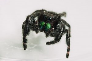 Biblical Meaning Of Spiders In Dreams: Black Or White? Sign!