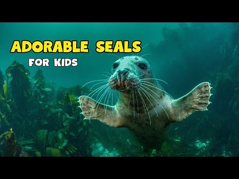 Adorable Seals | Educational Video for kids