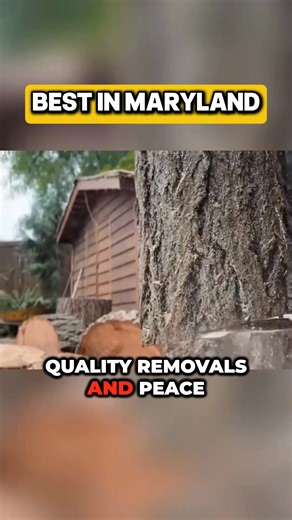 👋Hey guys! My name is John, and I own Nation Wide Tree Service in Anne Arundel⭐ I absolutely LOVE what I do—helping people keep their homes safe and beautiful by taking care of problem trees. Everyone always asks… how much does it cost to remove or trim a tree? Well… It depends on a few things: Do you need something quick and cost-effective? Or do you want every step done with precision, leaving your yard looking perfect? Unfortunately, not all tree removal quotes are created equal. We know eve