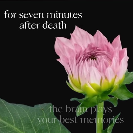 Zizzy y Bunny: Un Edición Divertida de Roblox