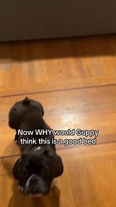 Once a junkyard dog, always a junkyard dog. | piggiebully