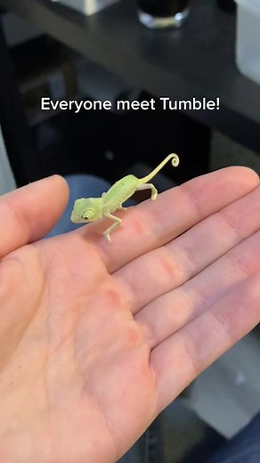 163K views · 5.5K reactions | Baby number 1 - Tumble #chameleon #veiledchameleon #petsoftiktok #thechamfam | Chameleon Life | Facebook