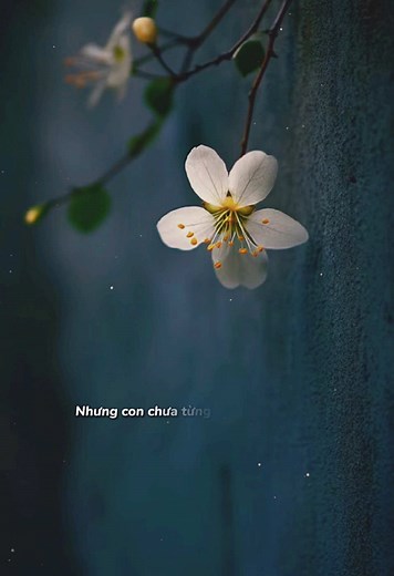 Con chưa bao giờ nghĩ mình là người tốt cả...!! #nhactamtrang #videotamtrang #nhachaymoingay #minhminh.0907 #xuhuong