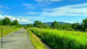 A beautiful deciduous forest with wildflowers and tall trees. Video about a family vacation outside the city by car. Shooting in 4K resolution