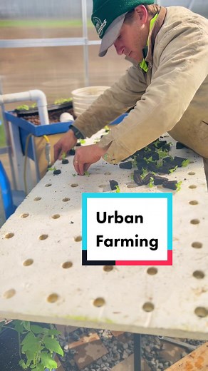 Backyard Aquaponic System Greenhouse: 10'x12'